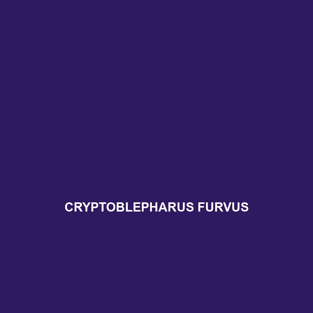 Cryptoblepharus furvus