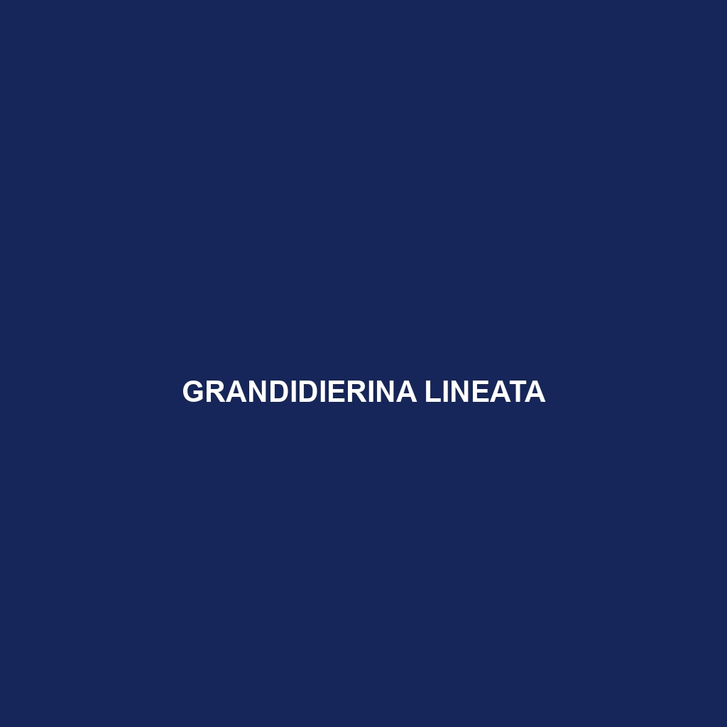 Grandidierina lineata