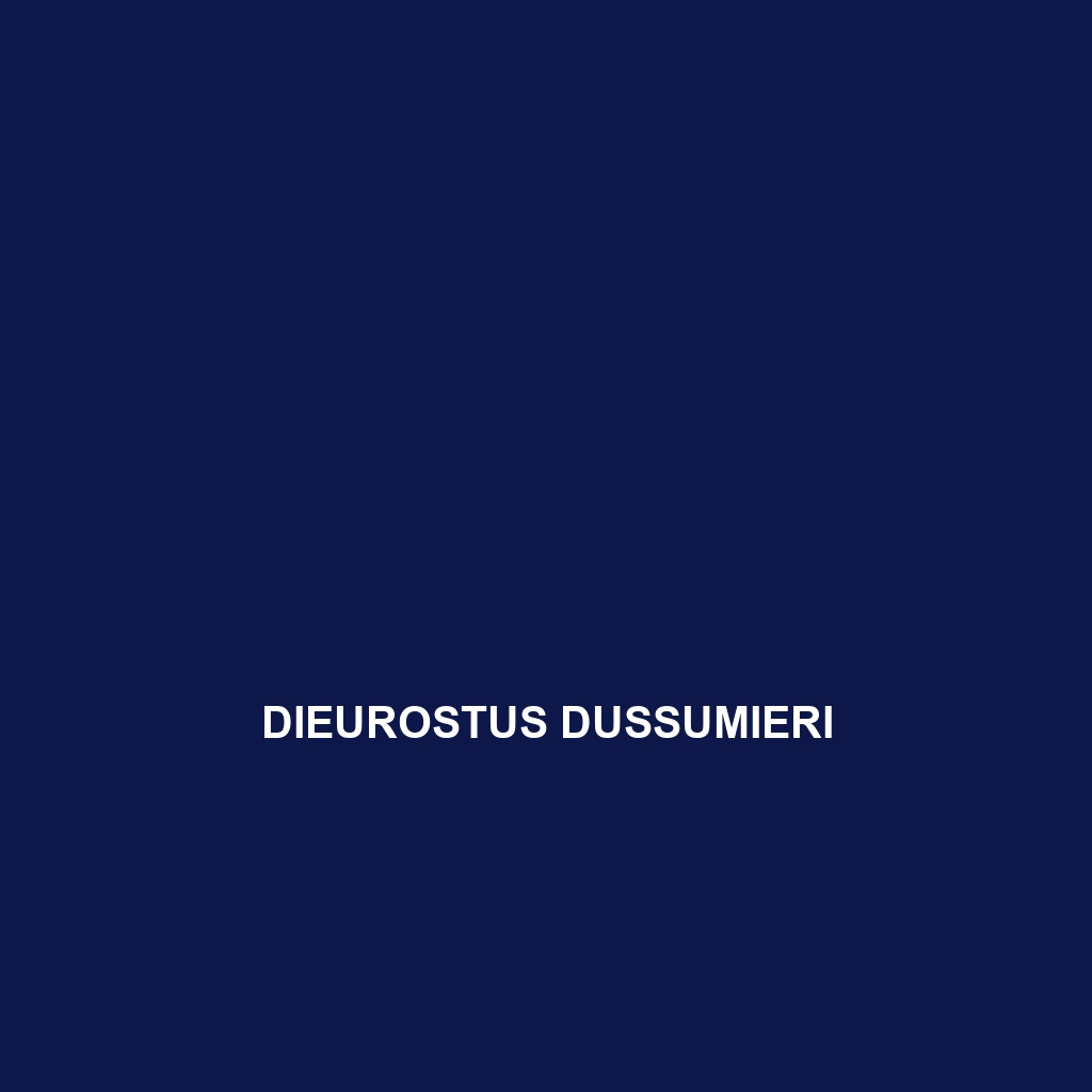 Dieurostus dussumieri