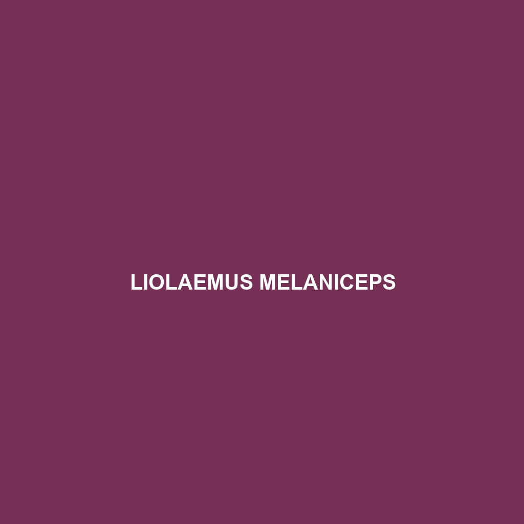 Liolaemus melaniceps