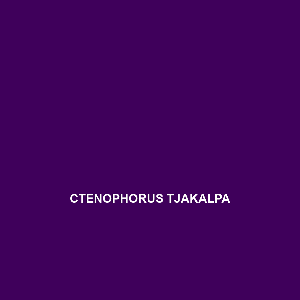 Ctenophorus tjakalpa