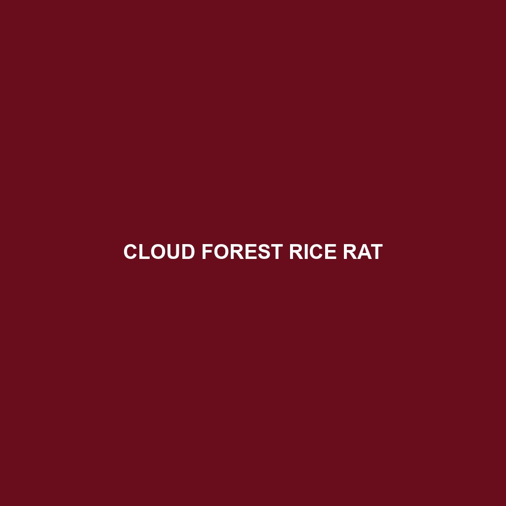 Cloud Forest Rice Rat