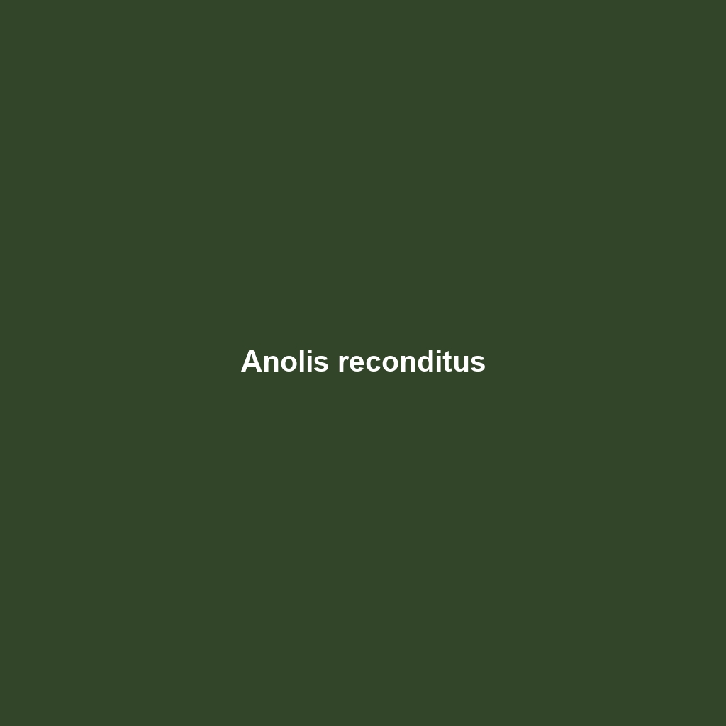 Anolis reconditus