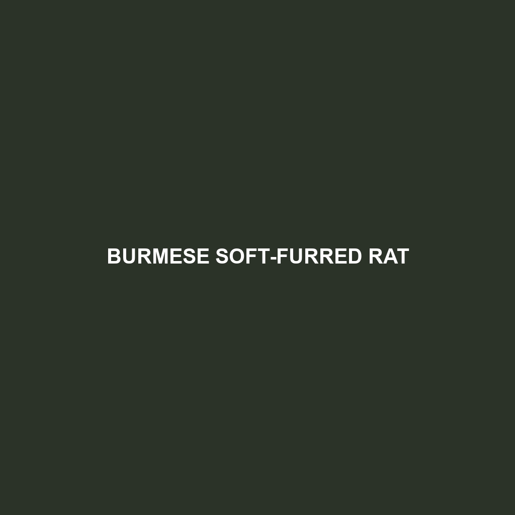 Burmese Soft-furred Rat