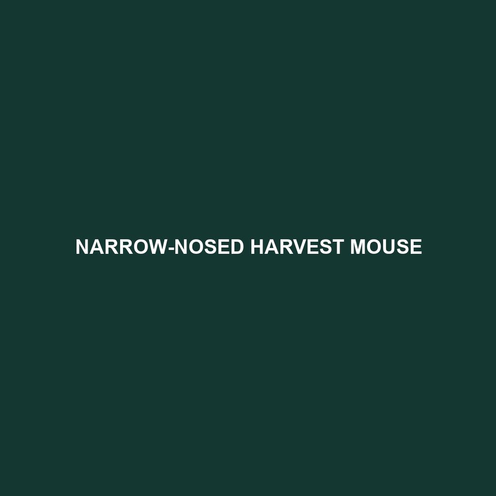 Narrow-nosed Harvest Mouse