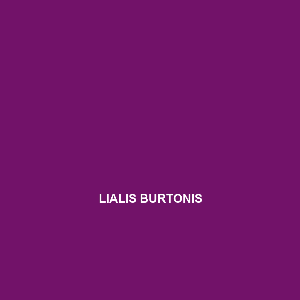 Lialis burtonis