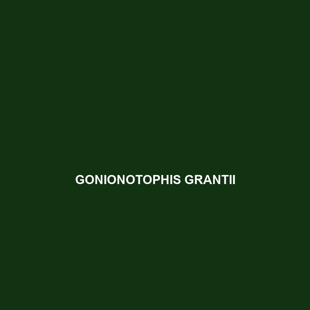 Gonionotophis grantii