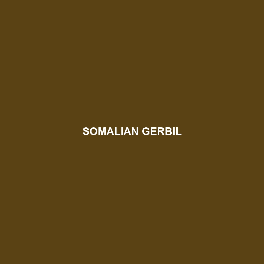 Somalian Gerbil