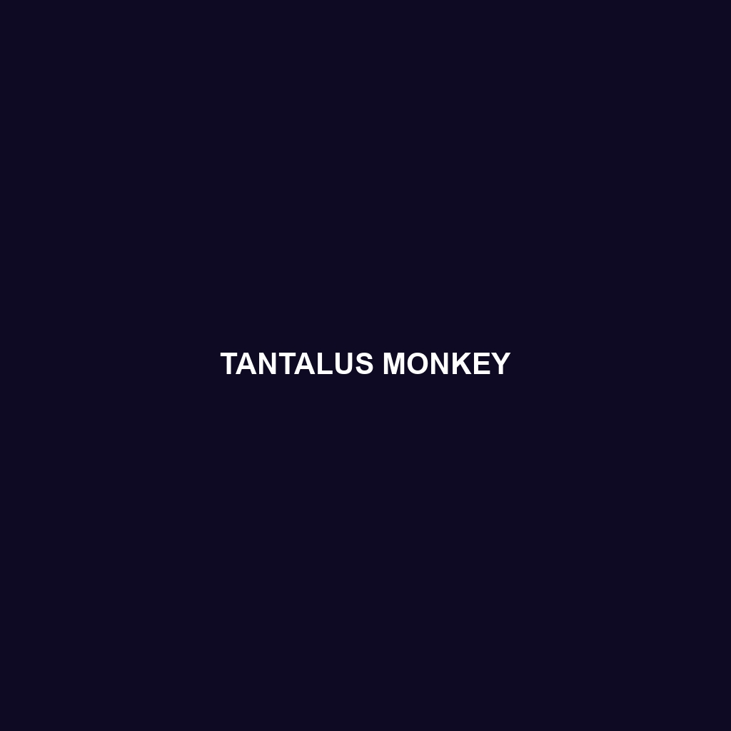 Tantalus Monkey