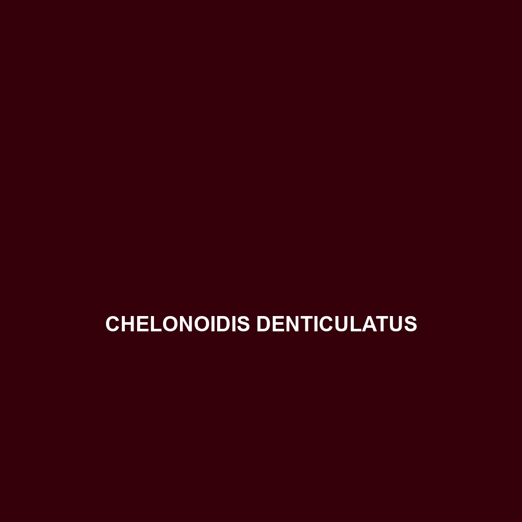 Chelonoidis denticulatus