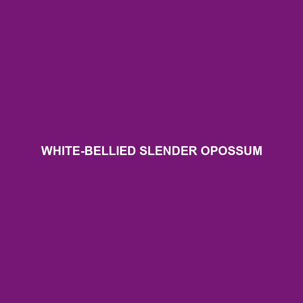 White-bellied Slender Opossum