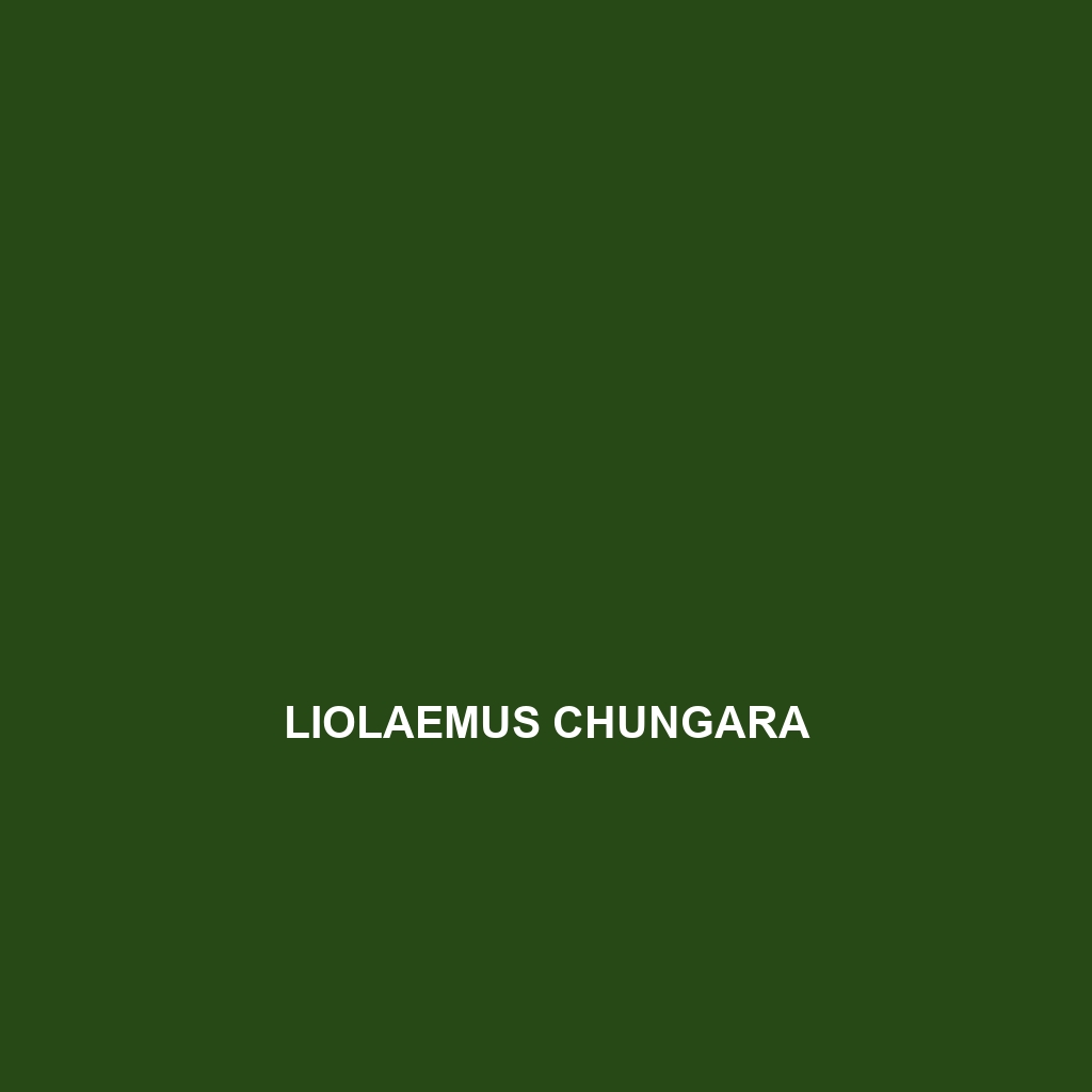 Liolaemus chungara