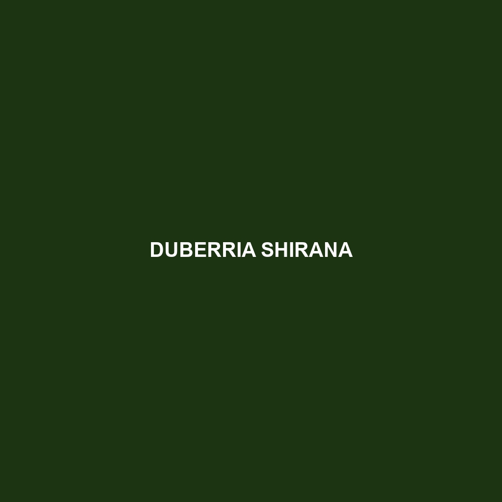 Duberria shirana