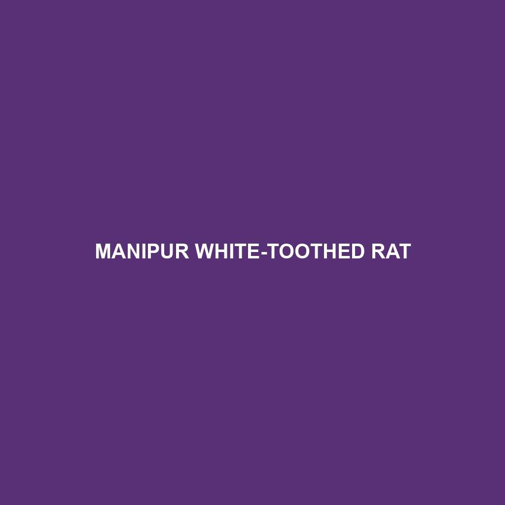 Manipur White-toothed Rat