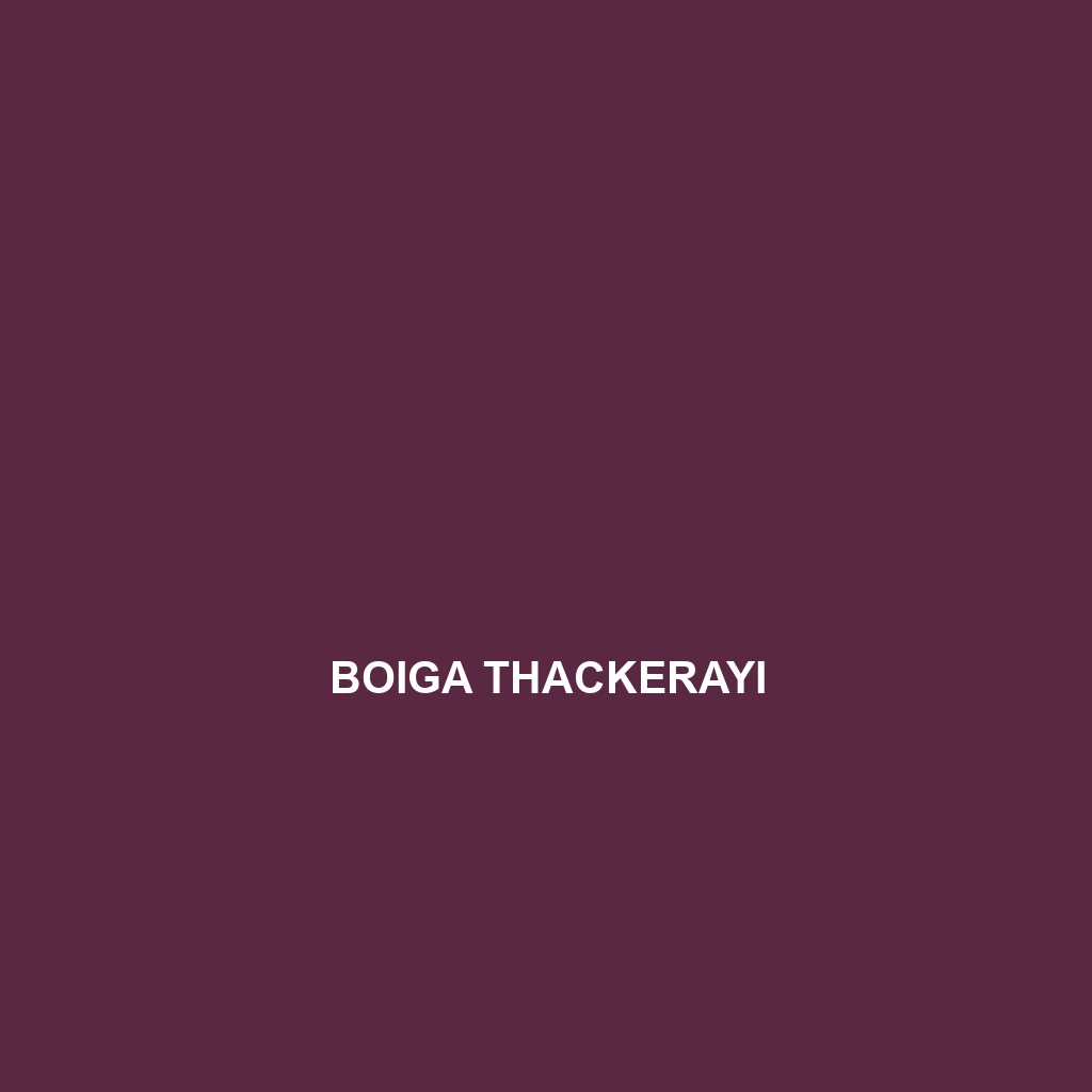 Boiga thackerayi