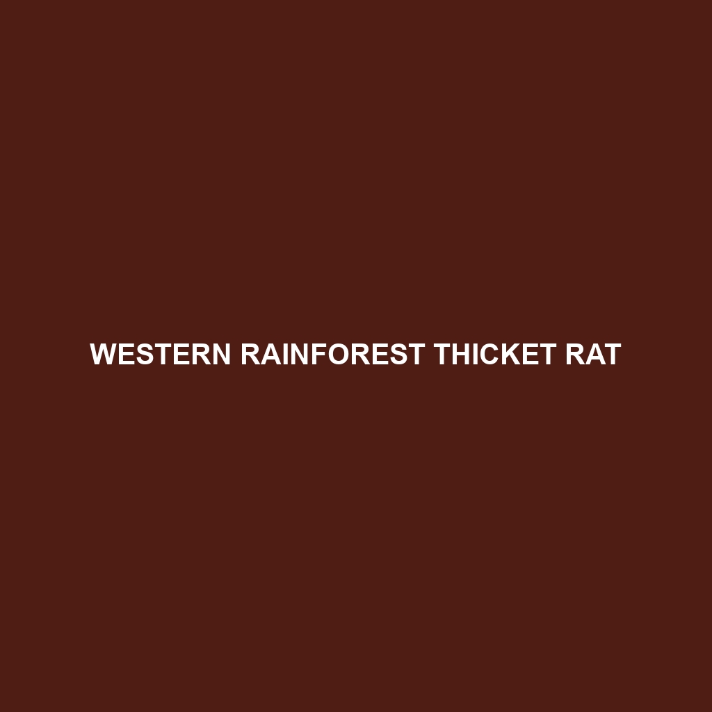 Western Rainforest Thicket Rat