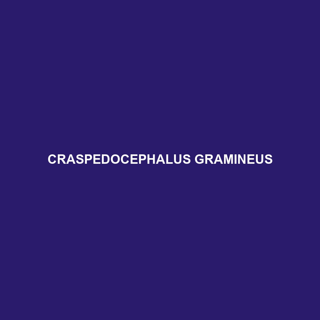 Craspedocephalus gramineus