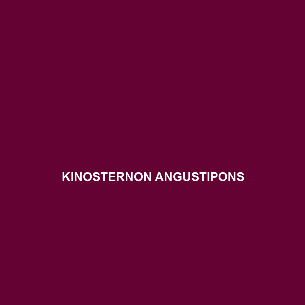 Kinosternon angustipons