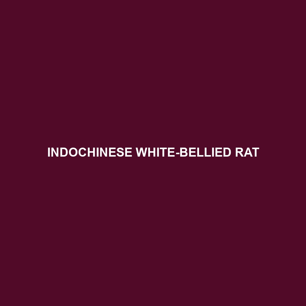 Indochinese White-bellied Rat