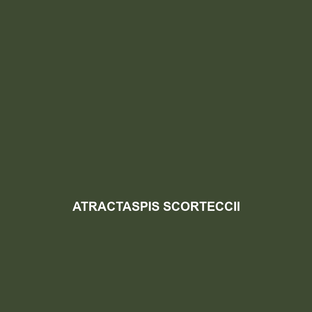 Atractaspis scorteccii