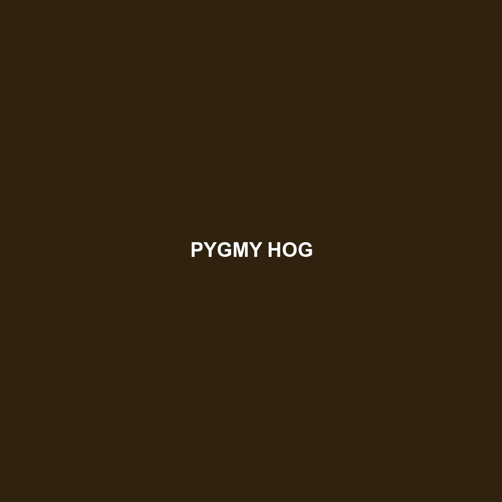 Pygmy Hog