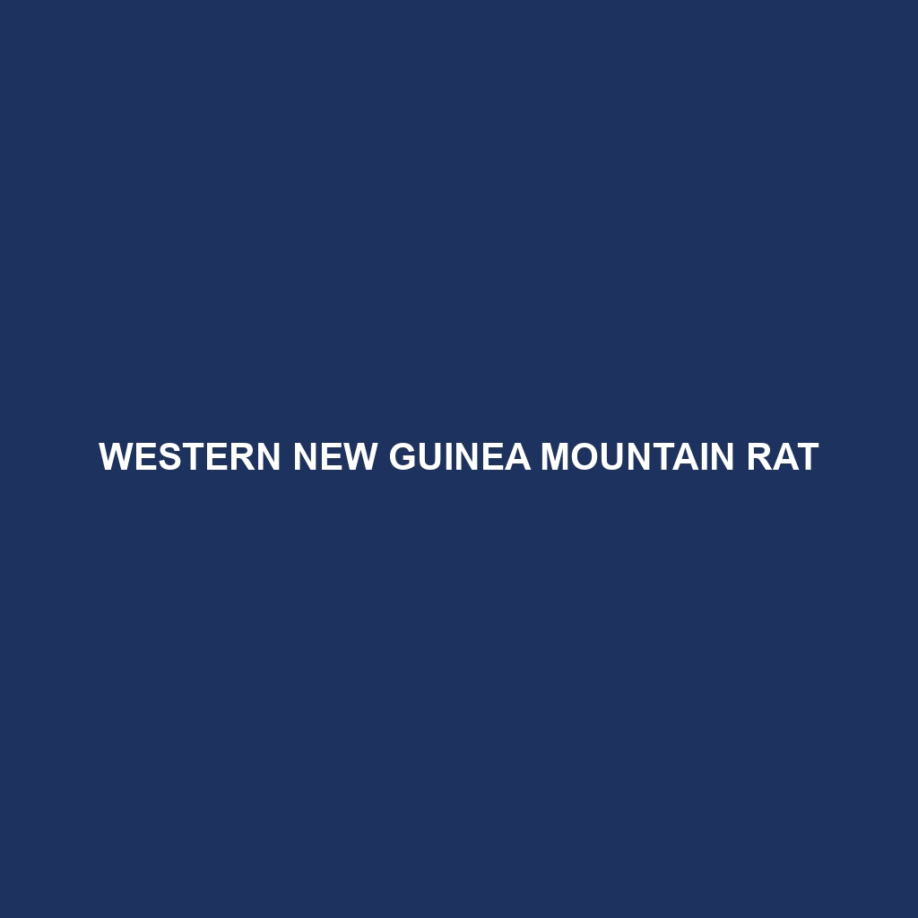 Western New Guinea Mountain Rat