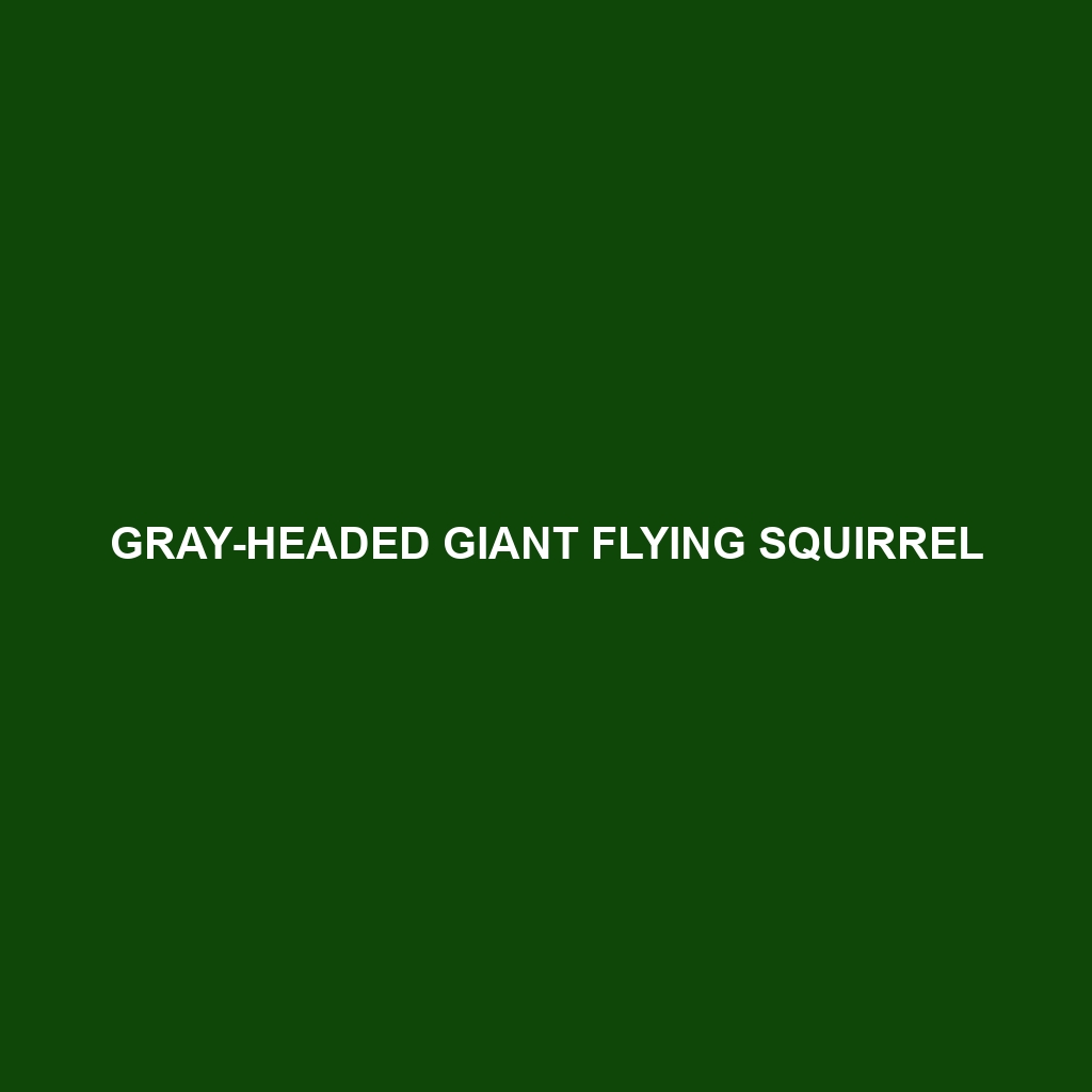 Gray-headed Giant Flying Squirrel