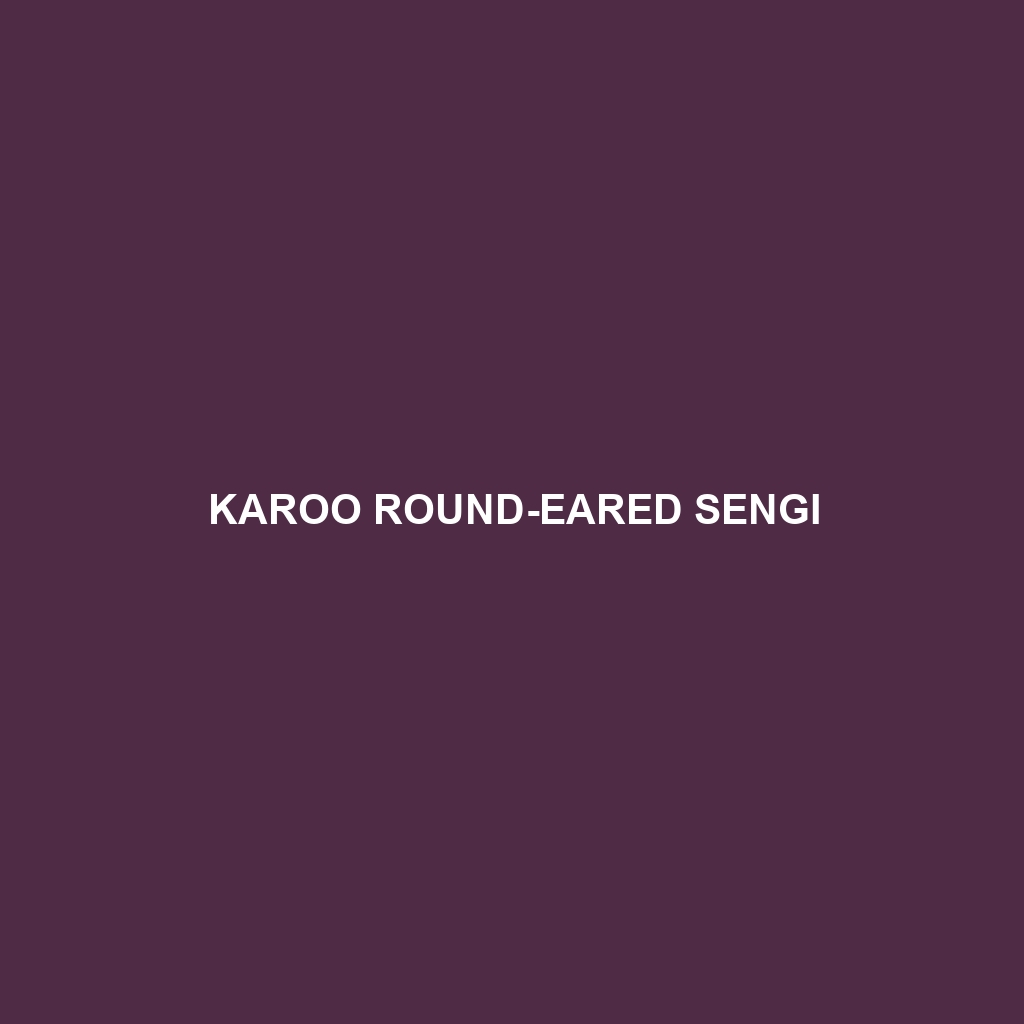 Karoo Round-eared Sengi