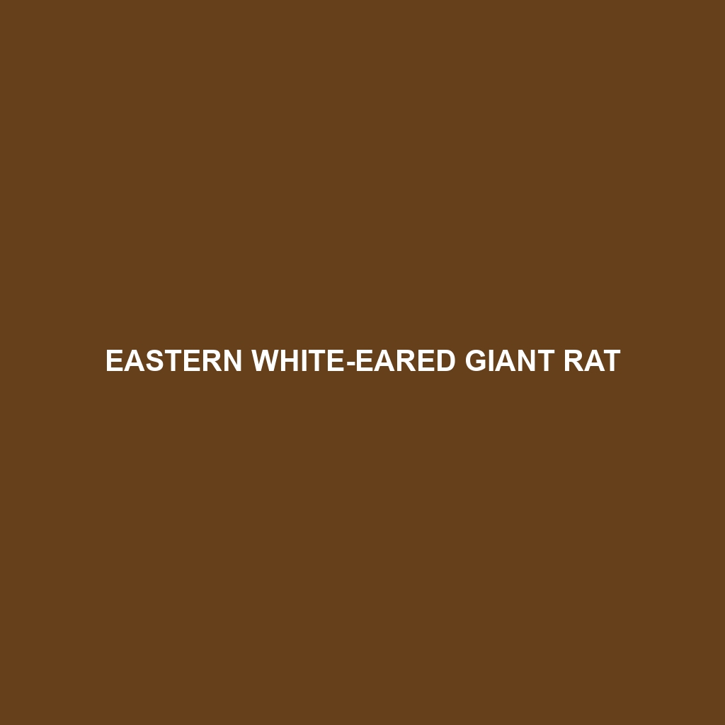 Eastern White-eared Giant Rat