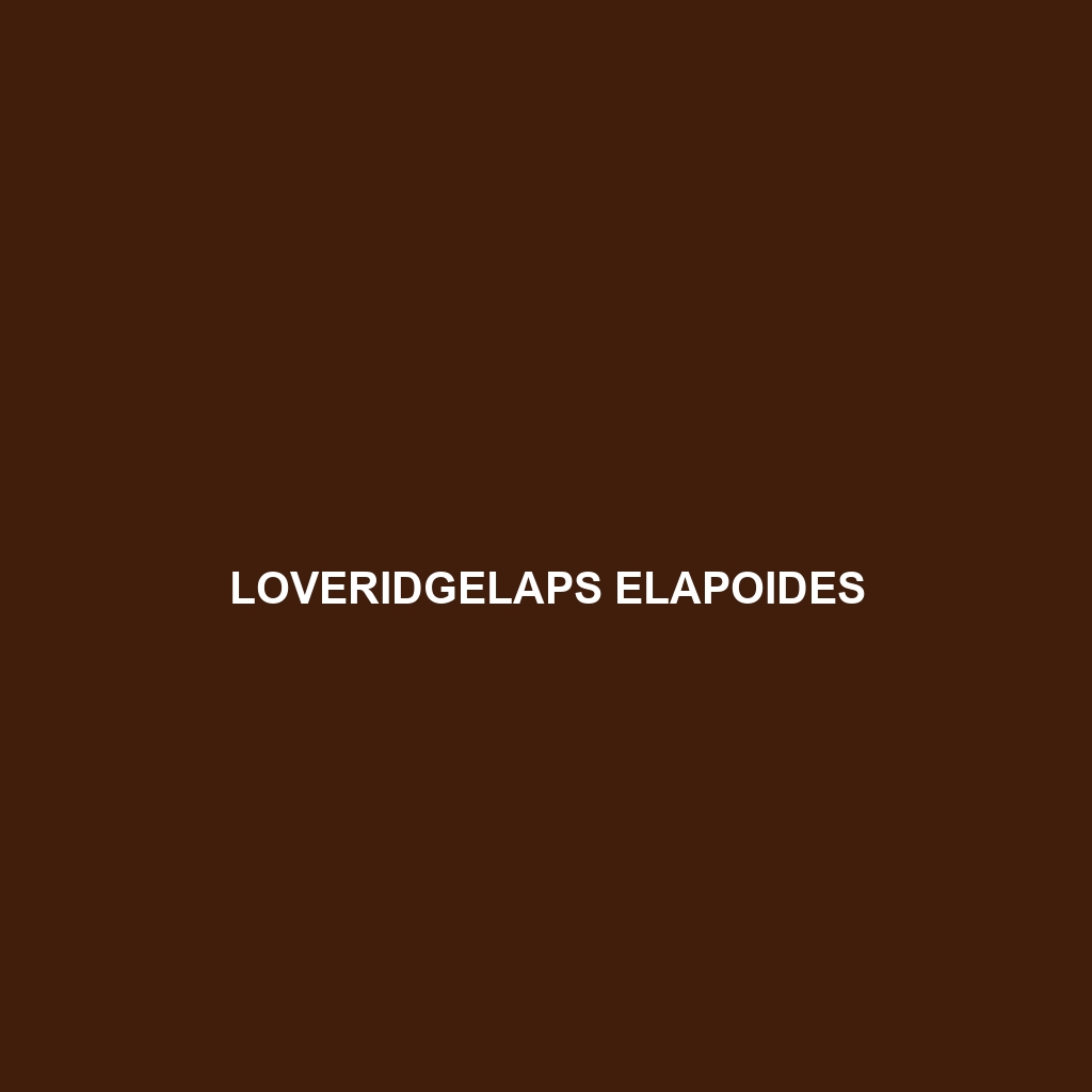 Loveridgelaps elapoides