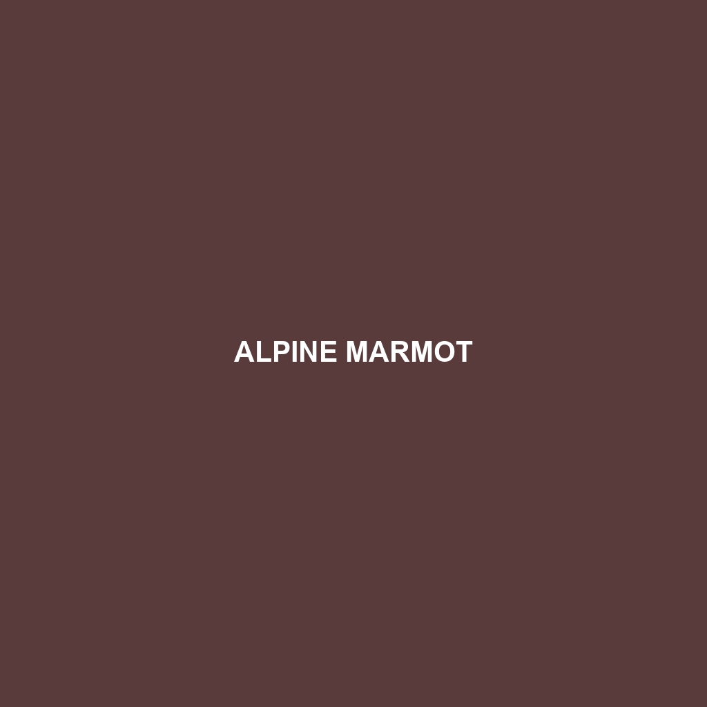 Alpine Marmot