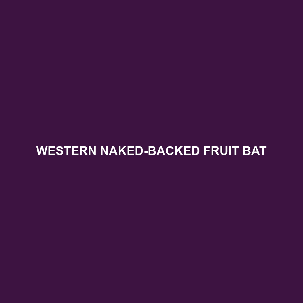 Western Naked-backed Fruit Bat