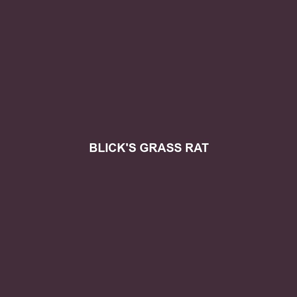 Blick's Grass Rat