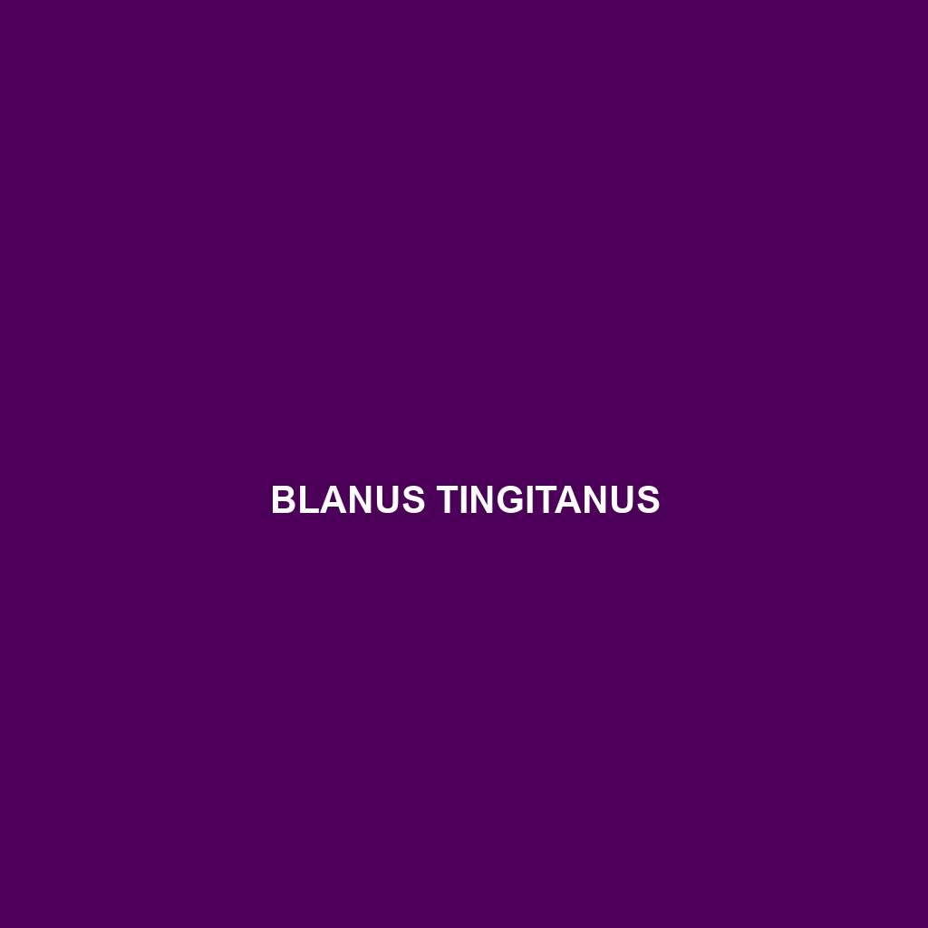 Blanus tingitanus