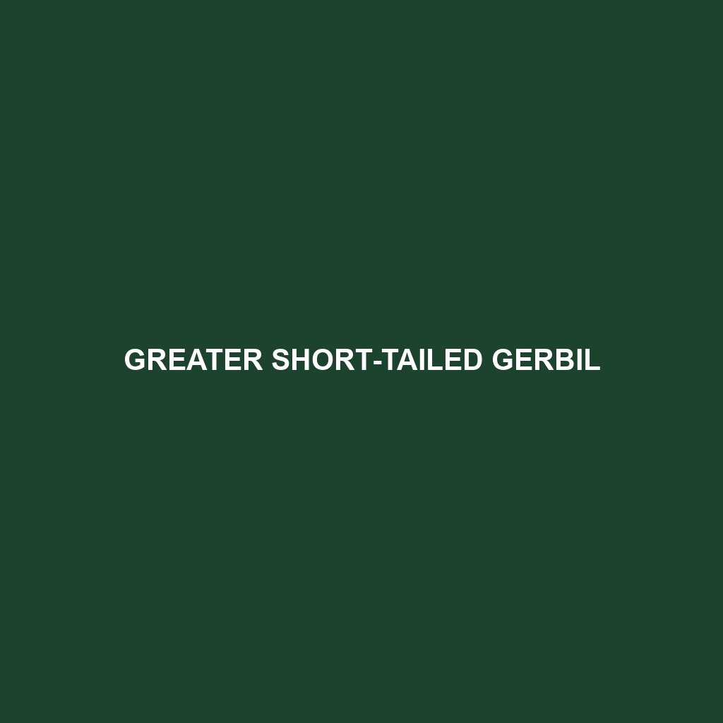 Greater Short-tailed Gerbil