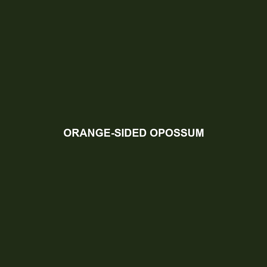 Orange-sided Opossum