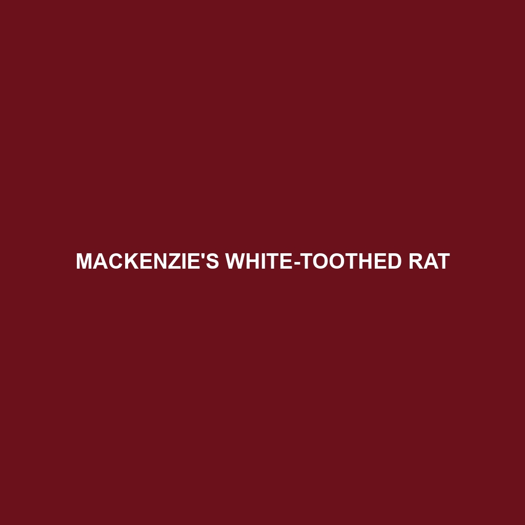 Mackenzie's White-toothed Rat