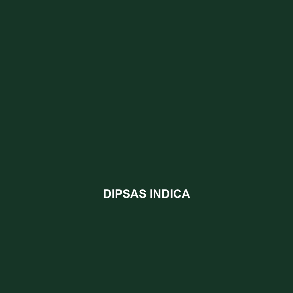 Dipsas indica