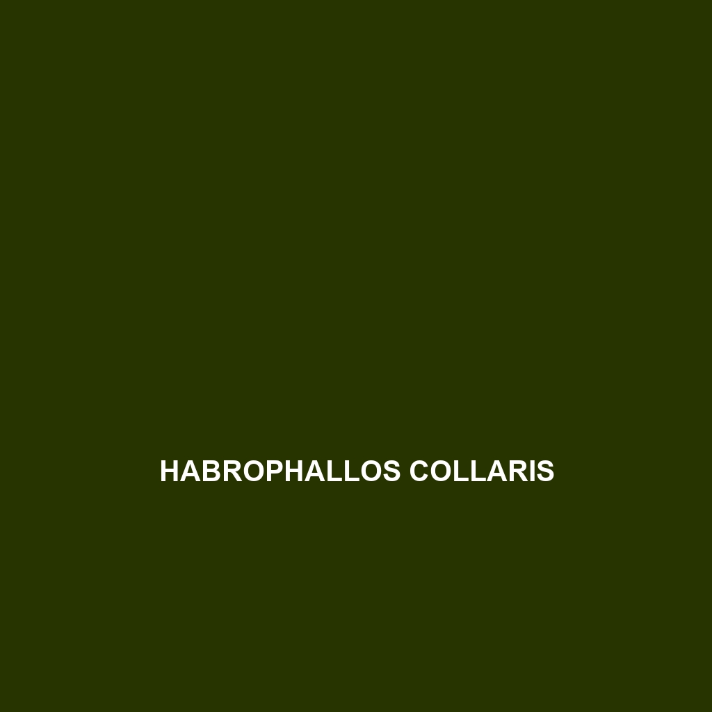 Habrophallos collaris