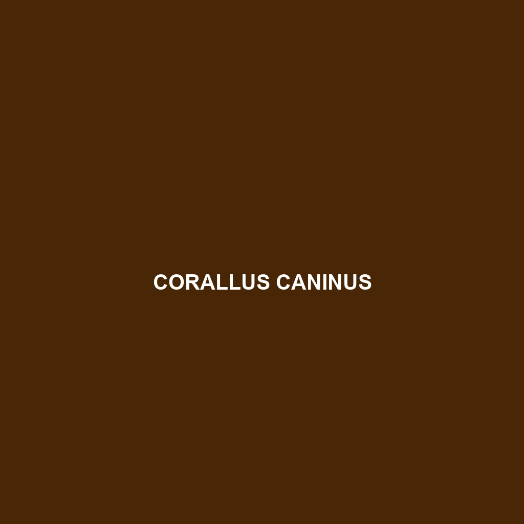 Corallus caninus