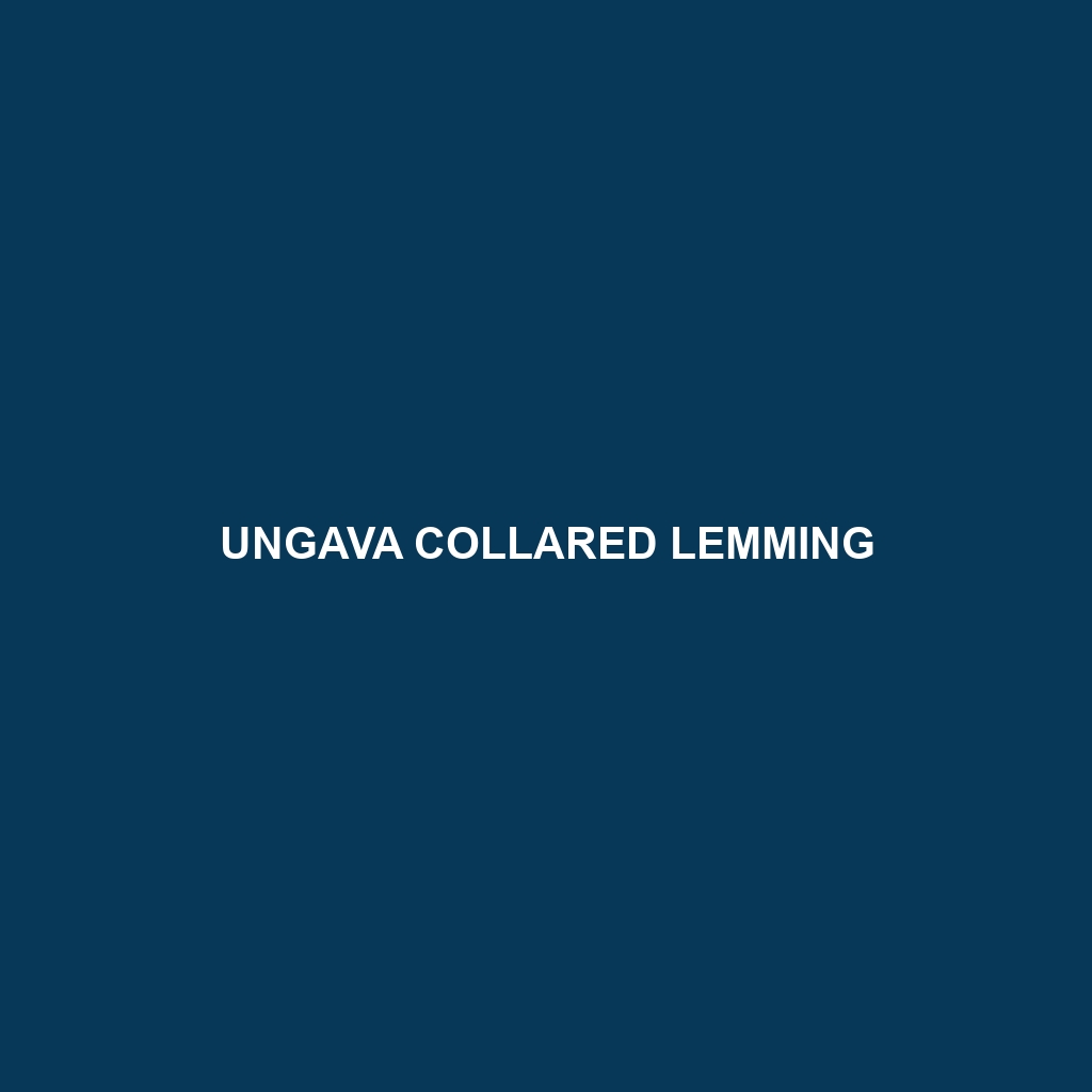 Ungava Collared Lemming