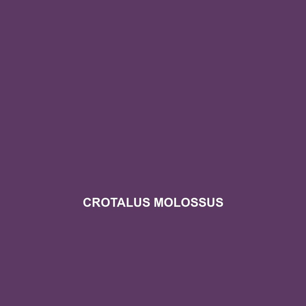 Crotalus molossus