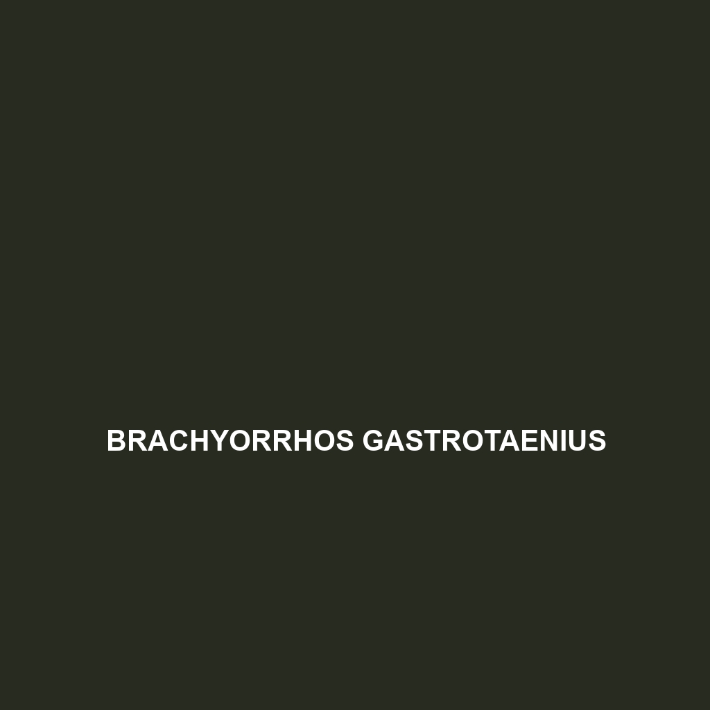 Brachyorrhos gastrotaenius