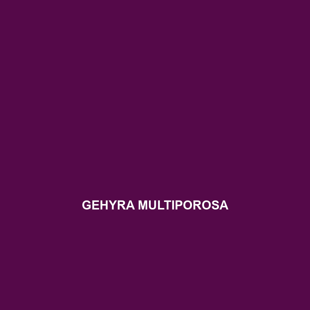 Gehyra multiporosa