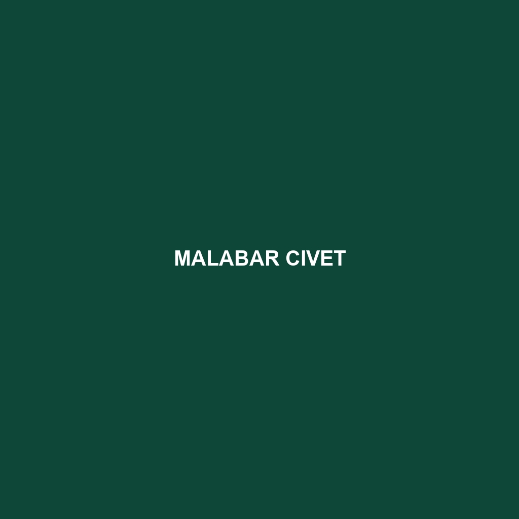 Malabar Civet