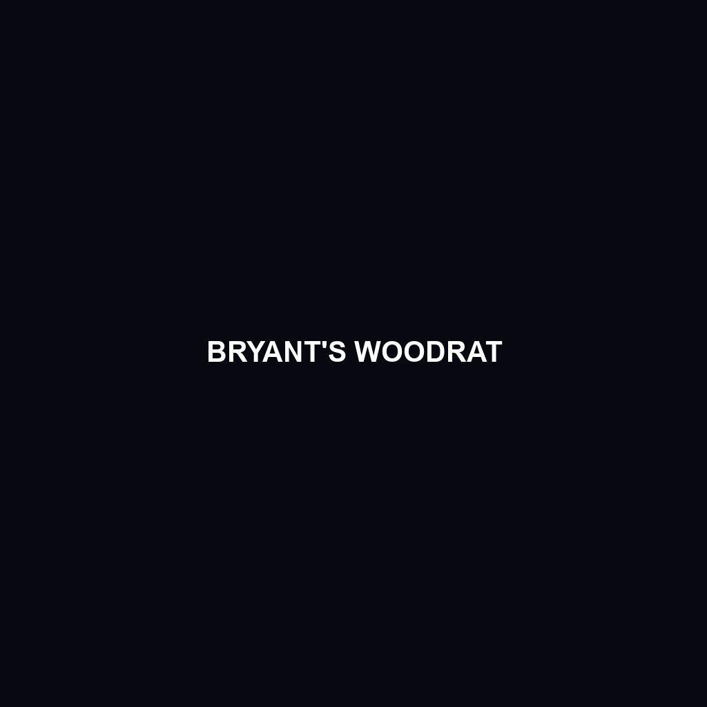 Bryant's Woodrat