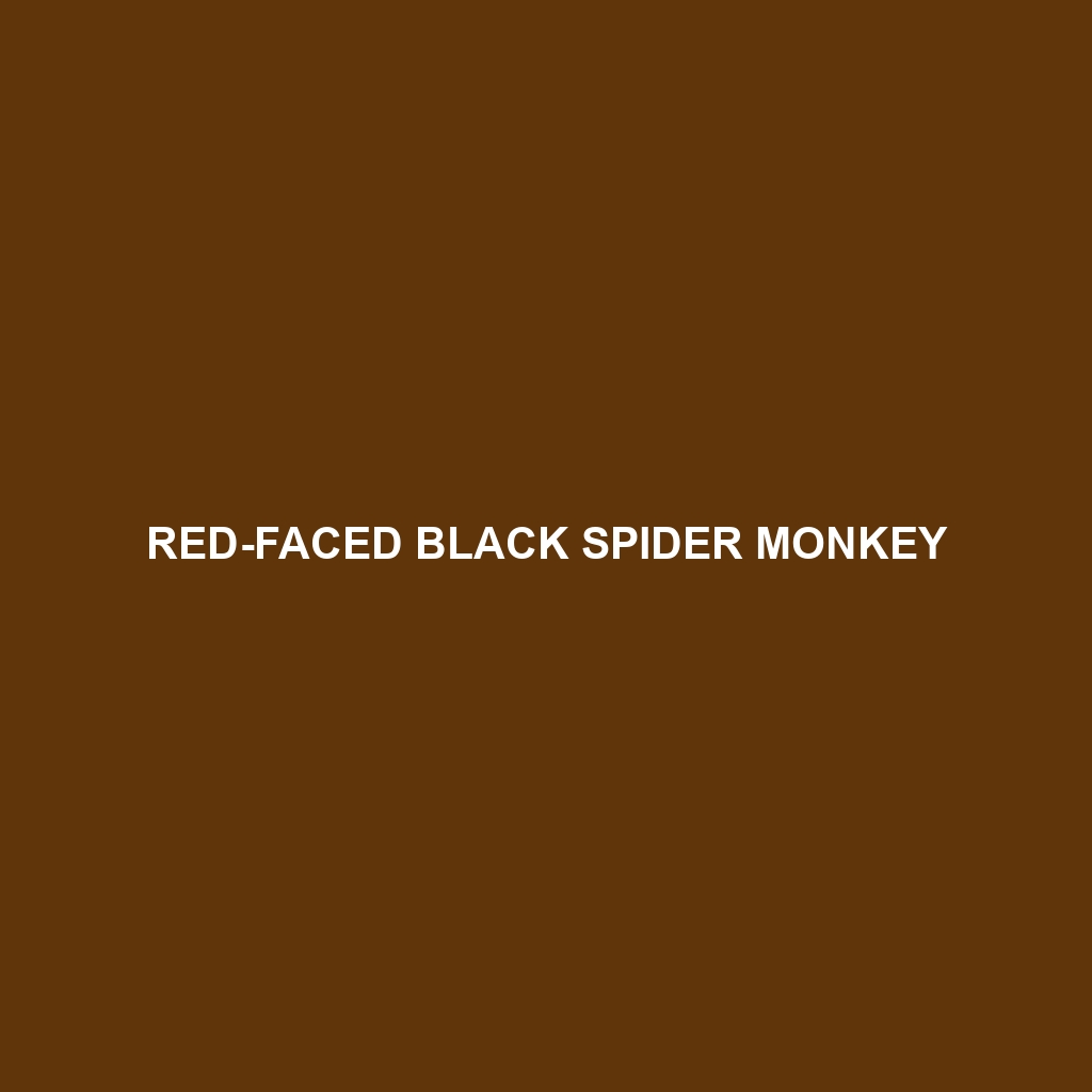 Red-faced Black Spider Monkey