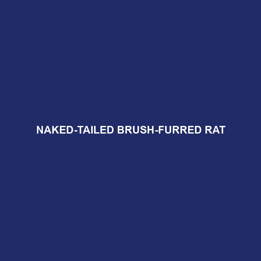 Naked-tailed Brush-furred Rat