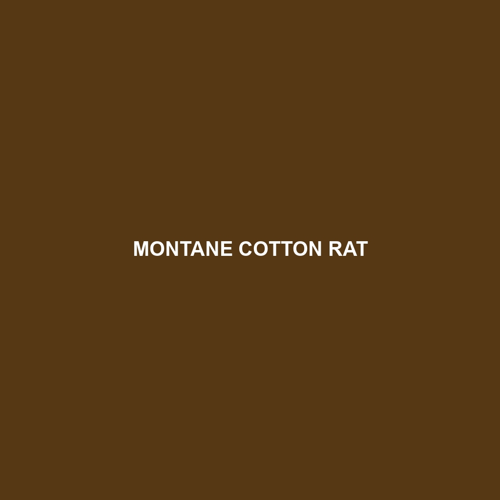 Montane Cotton Rat