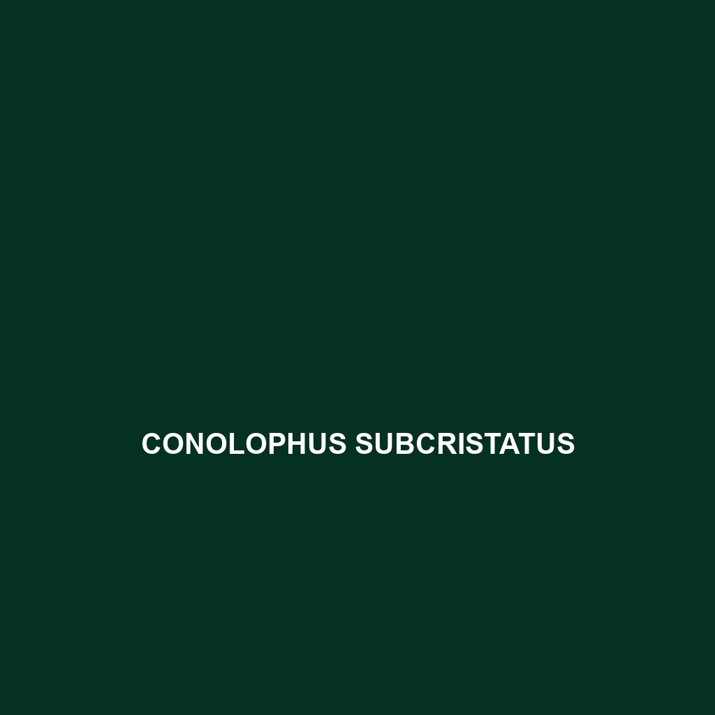 Conolophus subcristatus